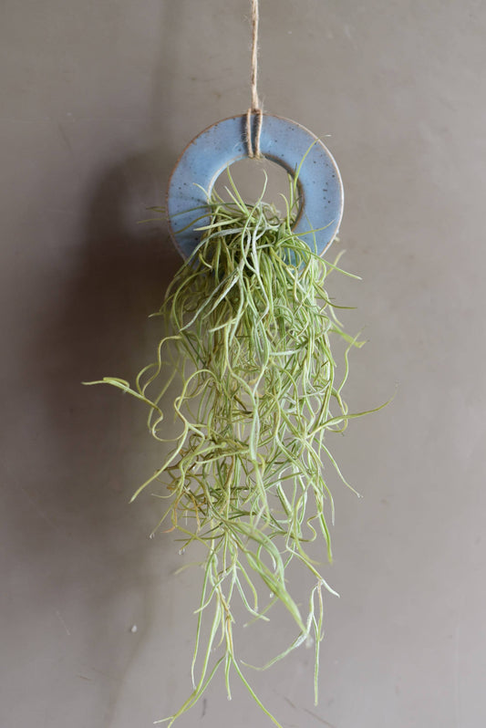 Air Plant Pottery Ring