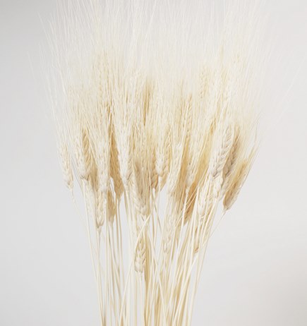 Dried Wheat Bouquets