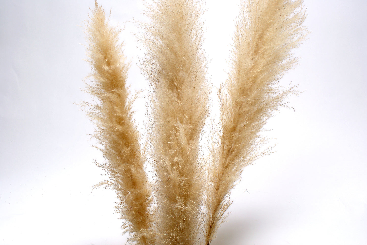 Pampas Grass