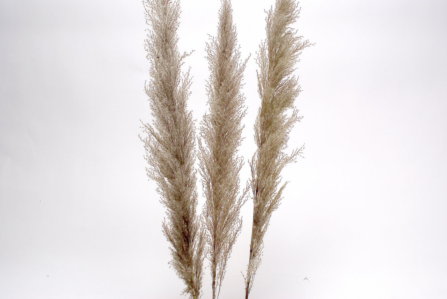 Pampas Grass