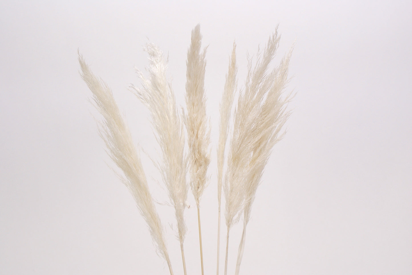 Pampas Grass