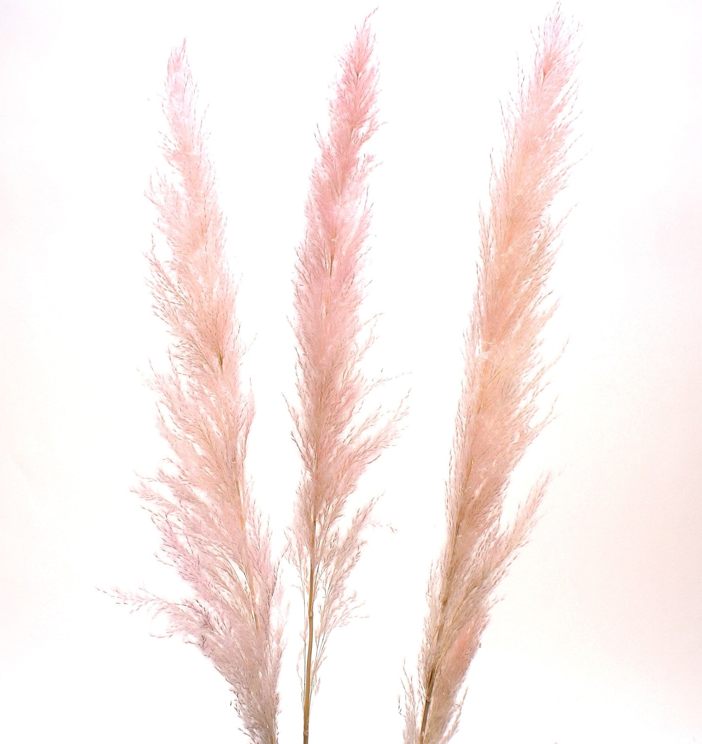 Pampas Grass