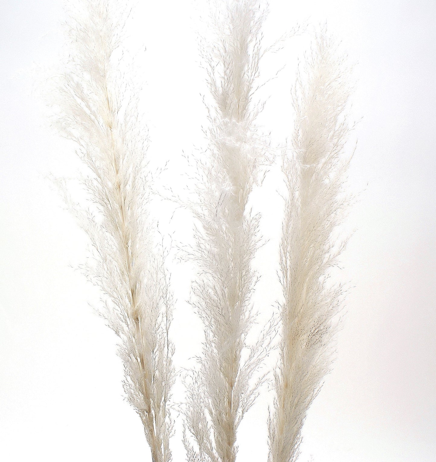 Pampas Grass